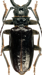 Acanthophorini