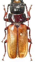 Macrotomini (Archetypina)