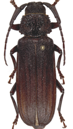 Macrotomini (Macrotomina)