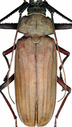 Macrotomini (Xixuthrina)